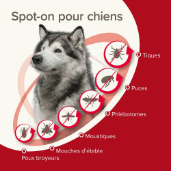 PROTECTIX 400 mg/2000mg Chiens entre 25 et 40kg x3