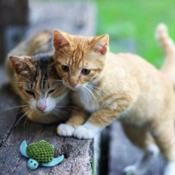 KONG Cat Refillable Turtle
