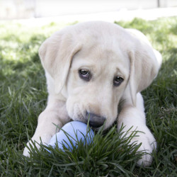 KONG Puppy XS