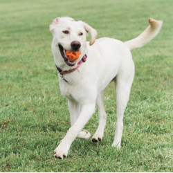 CHUCKIT! BREATHE RIGHT FETCH BALL MEDIUM