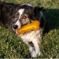 KONG Squeez Crackle Bone M