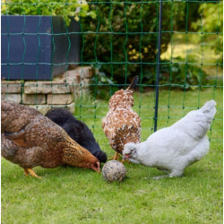 Boules à picorer x6 3kg