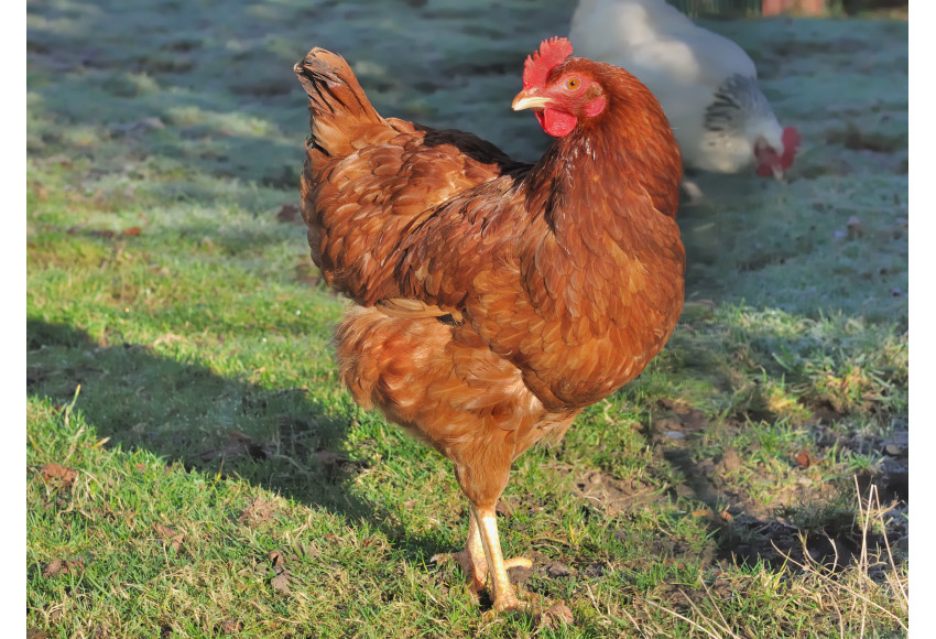 LES POULES SONT DE RETOUR !