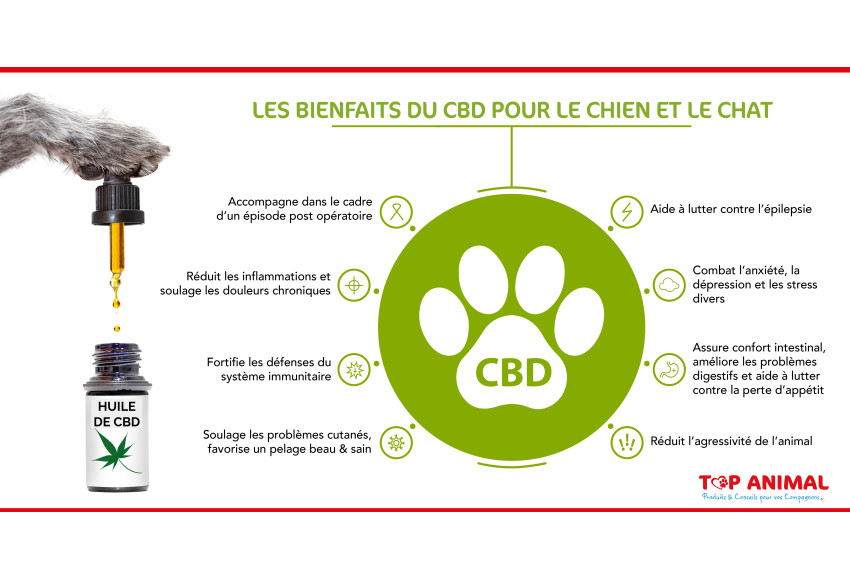 LES BIENFAITS DE L'HUILE DE CBD POUR CHIENS ET CHATS
