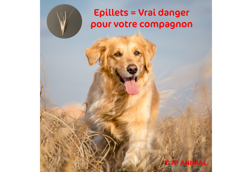 EPILLETS - DANGER POUR VOTRE COMPAGNON A 4 PATTES
