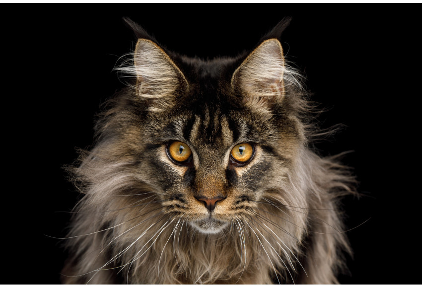 FOCUS SUR LE MAINE COON
