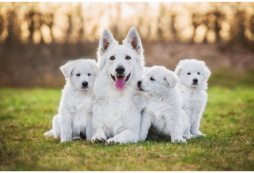 JOURNEE INTERNATIONALE DU CHIEN 